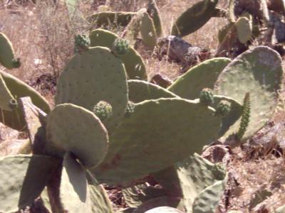Plattenkakteen mit Kaktusfrüchten