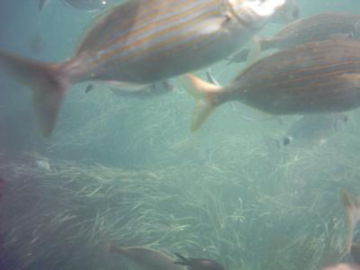 Fische im Hafen (durch den Glasboden fotografiert)