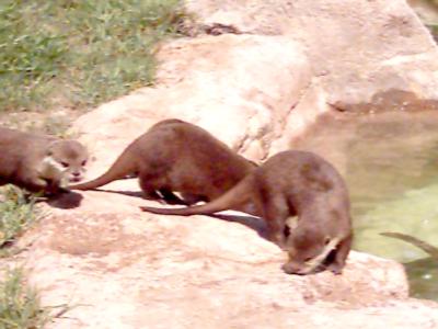 Die Otter auf dem Weg zur Fütterung