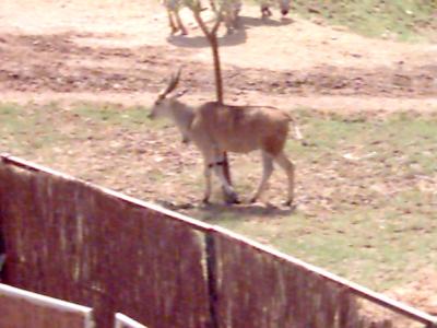 eine Gazelle