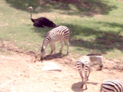 Strauße und Zebras