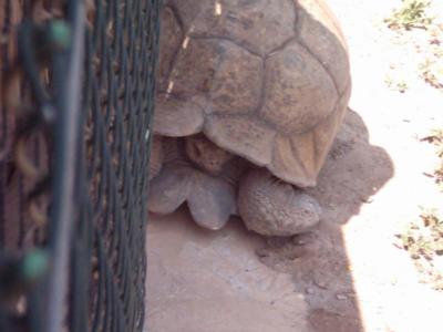 Auch eine Schildkröte braucht ein wenig Schatten