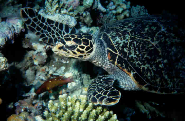 Schildkr&ouml;tenportrait